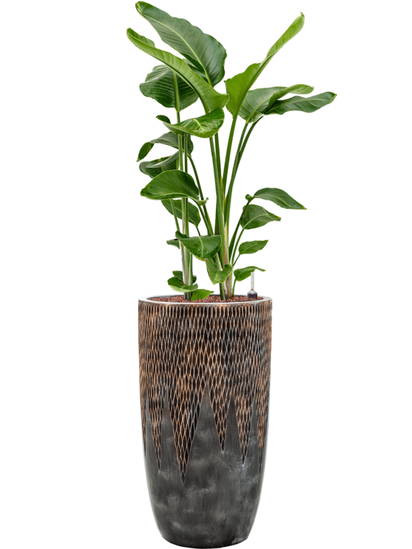 Strelitzia nicolai in Baq Luxe Lite Universe Comet Office Plant With Pot 150cm Height 32cm Dia