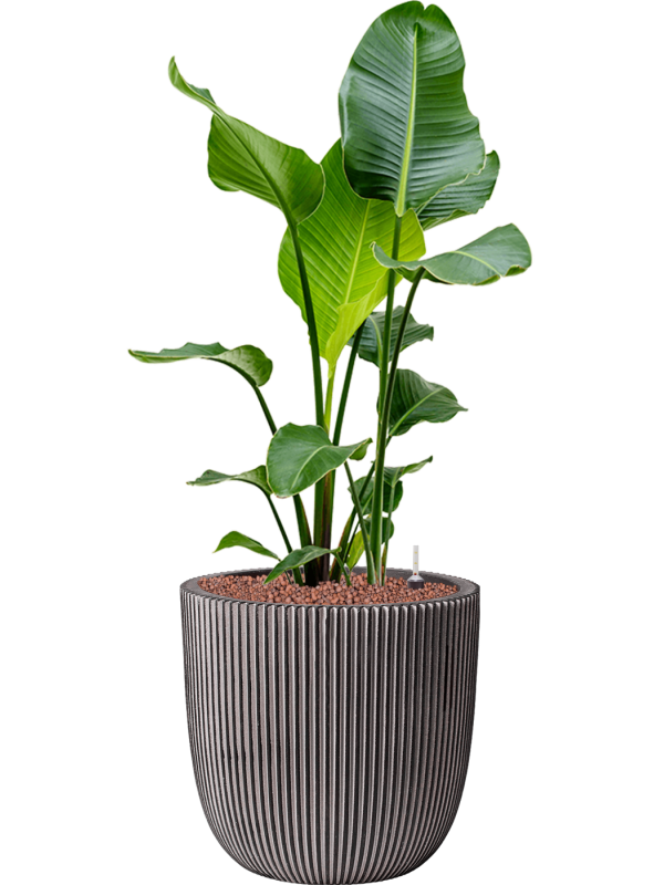 Strelitzia nicolai in Capi Nature Groove NL Office Plant With Pot 116cm Height 37.5cm Dia