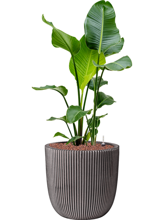 Strelitzia nicolai in Capi Nature Groove NL Office Plant With Pot 116cm Height 37.5cm Dia