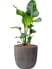 Strelitzia nicolai in Capi Nature Groove NL Office Plant With Pot 116cm Height 37.5cm Dia