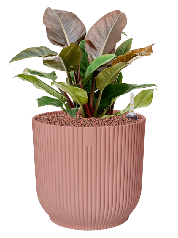 Philodendron 'Imperial Red' in Vibes Fold Office Plant With Pot 50cm Height 29cm Dia