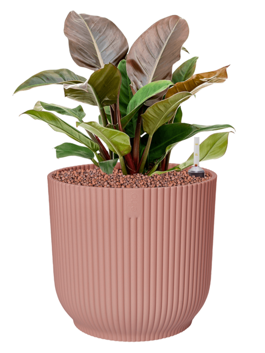 Philodendron 'Imperial Red' in Vibes Fold Office Plant With Pot 50cm Height 29cm Dia