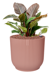 Philodendron 'Imperial Red' in Vibes Fold Office Plant With Pot 50cm Height 29cm Dia