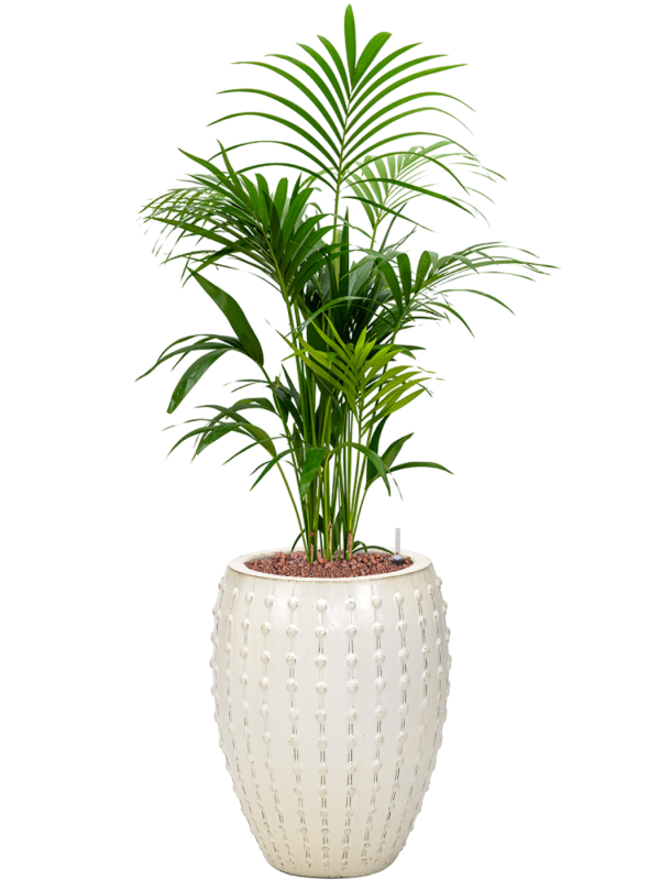 Kentia (Howea) forsteriana in Laos Office Plant With Pot 145cm Height 29cm Dia