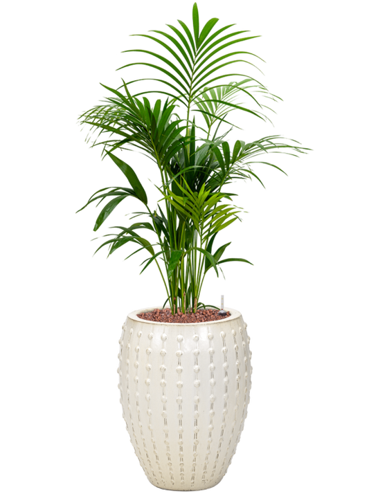 Kentia (Howea) forsteriana in Laos Office Plant With Pot 145cm Height 29cm Dia