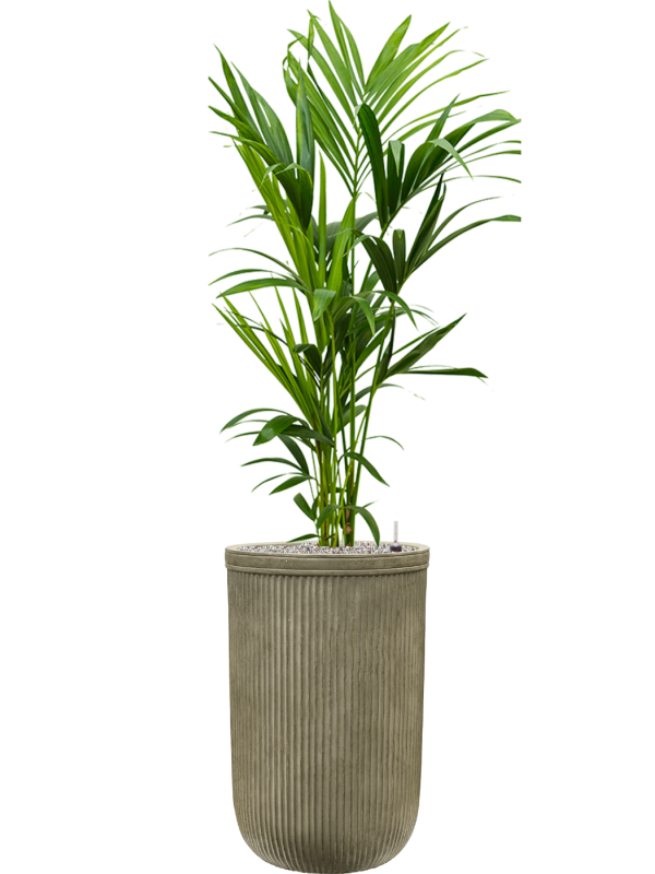 Kentia (Howea) forsteriana in Baq Vertical Rib Office Plant With Pot 155cm Height 33cm Dia