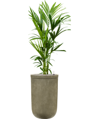 Kentia (Howea) forsteriana in Baq Vertical Rib Office Plant With Pot 155cm Height 33cm Dia