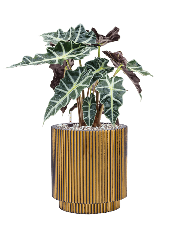 Alocasia 'Polly' in Capi Nature Groove Office Plant With Pot 52cm Height 21cm Dia