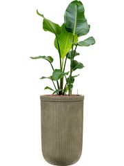 Strelitzia nicolai in Baq Vertical Rib Office Plant With Pot 134cm Height 33cm Dia