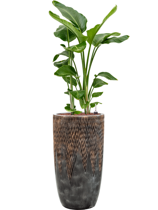 Strelitzia nicolai in Baq Luxe Lite Universe Comet Office Plant With Pot 150cm Height 32cm Dia