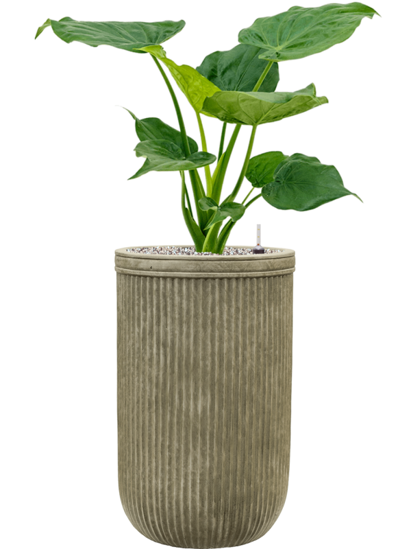 Alocasia cucullata in Baq Vertical Rib Office Plant With Pot 88cm Height 26cm Dia