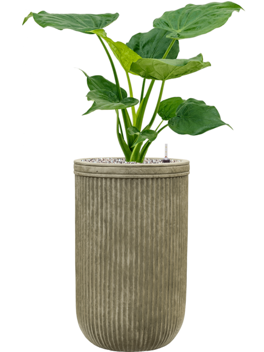 Alocasia cucullata in Baq Vertical Rib Office Plant With Pot 88cm Height 26cm Dia