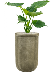 Alocasia cucullata in Baq Vertical Rib Office Plant With Pot 88cm Height 26cm Dia