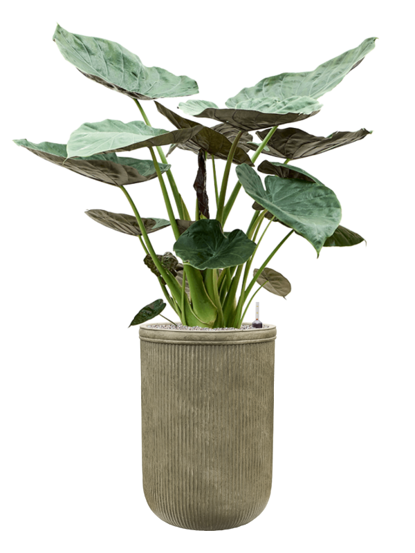 Alocasia Wentii in Baq Vertical Rib Office Plant With Pot 161cm Height 41cm Dia