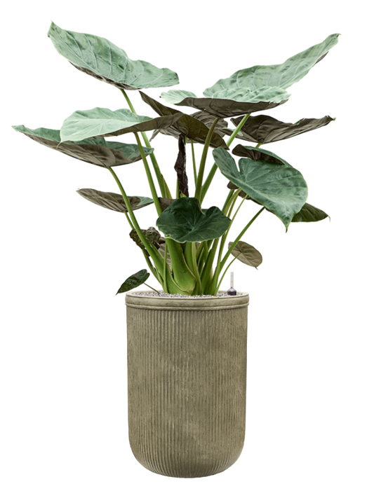 Alocasia Wentii in Baq Vertical Rib Office Plant With Pot 161cm Height 41cm Dia