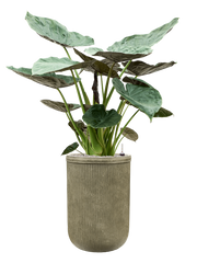 Alocasia Wentii in Baq Vertical Rib Office Plant With Pot 161cm Height 41cm Dia