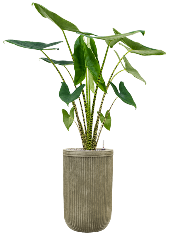 Alocasia zebrina in Baq Vertical Rib Office Plant With Pot 132cm Height 26cm Dia