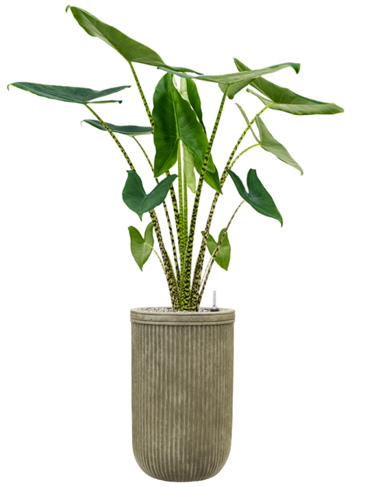 Alocasia zebrina in Baq Vertical Rib Office Plant With Pot 132cm Height 26cm Dia