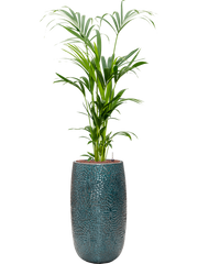 Kentia (Howea) forsteriana in Marly Office Plant With Pot 160cm Height 27.5cm Dia