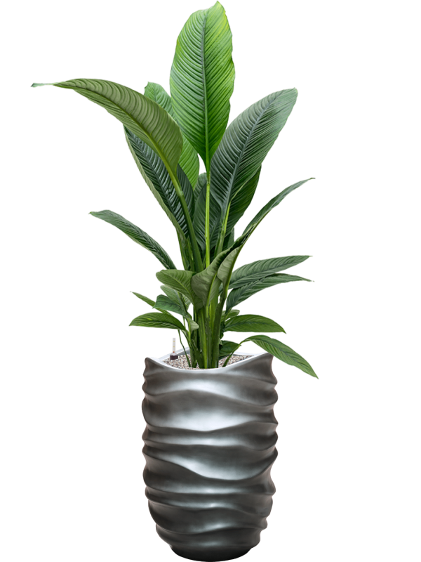 Spathiphyllum 'Sensation' in Baq Gradient Lee Office Plant With Pot 160cm Height 27cm Dia