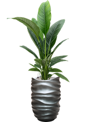 Spathiphyllum 'Sensation' in Baq Gradient Lee Office Plant With Pot 160cm Height 27cm Dia