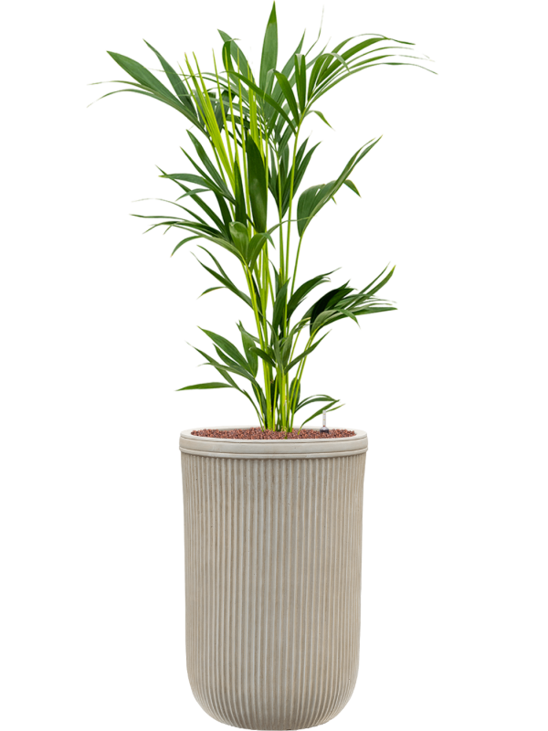 Kentia (Howea) forsteriana in Baq Vertical Rib Office Plant With Pot 138cm Height 33cm Dia