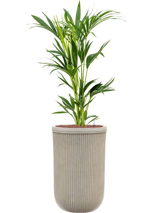 Kentia (Howea) forsteriana in Baq Vertical Rib Office Plant With Pot 138cm Height 33cm Dia