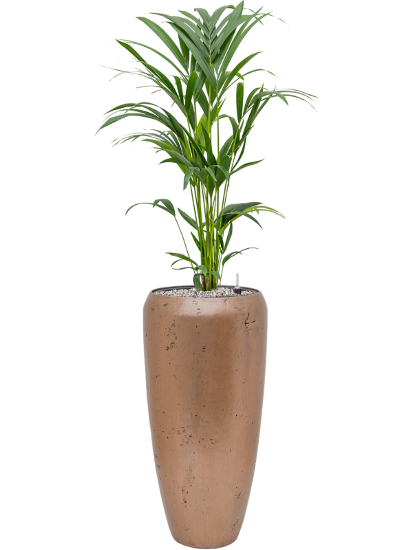 Kentia (Howea) forsteriana in Baq Opus Raw Office Plant With Pot 134cm Height 24cm Dia