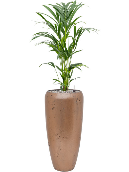 Kentia (Howea) forsteriana in Baq Opus Raw Office Plant With Pot 134cm Height 24cm Dia