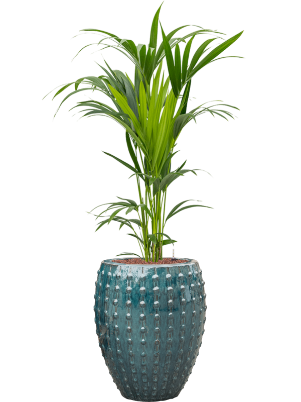 Kentia (Howea) forsteriana in Laos Office Plant With Pot 156cm Height 29cm Dia