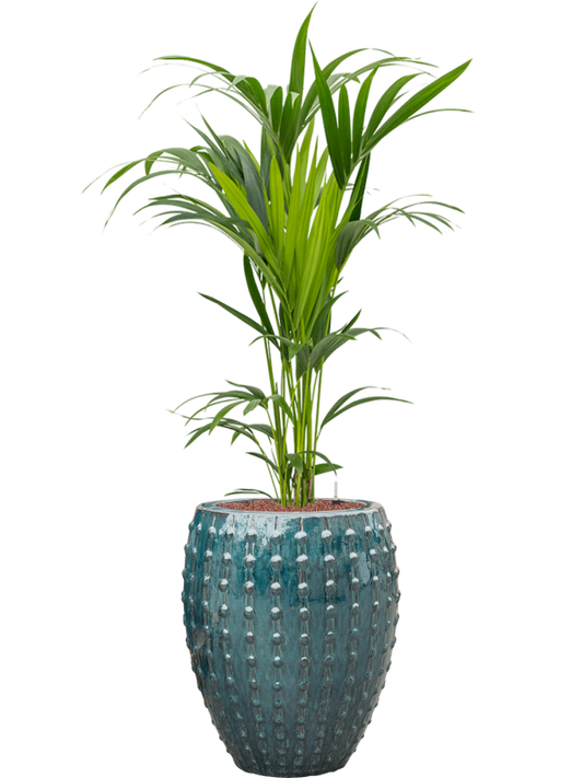 Kentia (Howea) forsteriana in Laos Office Plant With Pot 156cm Height 29cm Dia