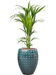 Kentia (Howea) forsteriana in Laos Office Plant With Pot 156cm Height 29cm Dia