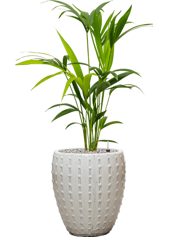 Kentia (Howea) forsteriana in Laos Mini Office Plant With Pot 98cm Height 25cm Dia