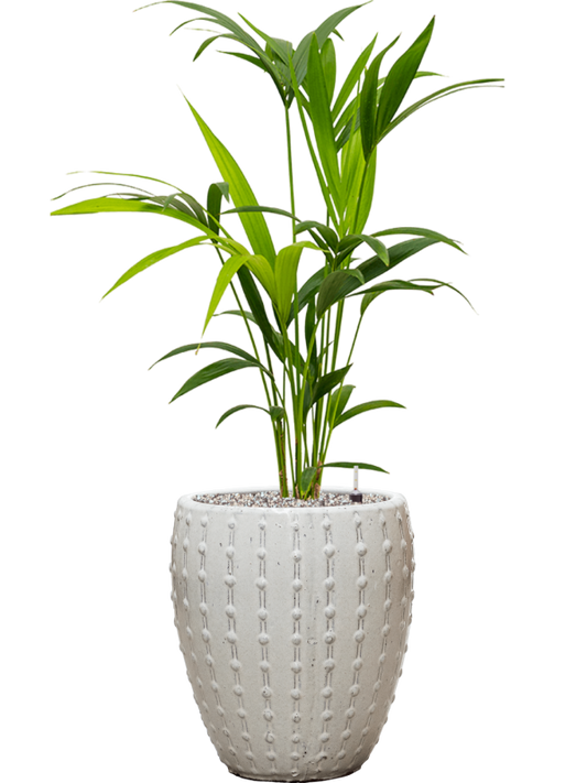 Kentia (Howea) forsteriana in Laos Mini Office Plant With Pot 98cm Height 25cm Dia