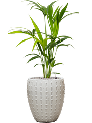 Kentia (Howea) forsteriana in Laos Mini Office Plant With Pot 98cm Height 25cm Dia