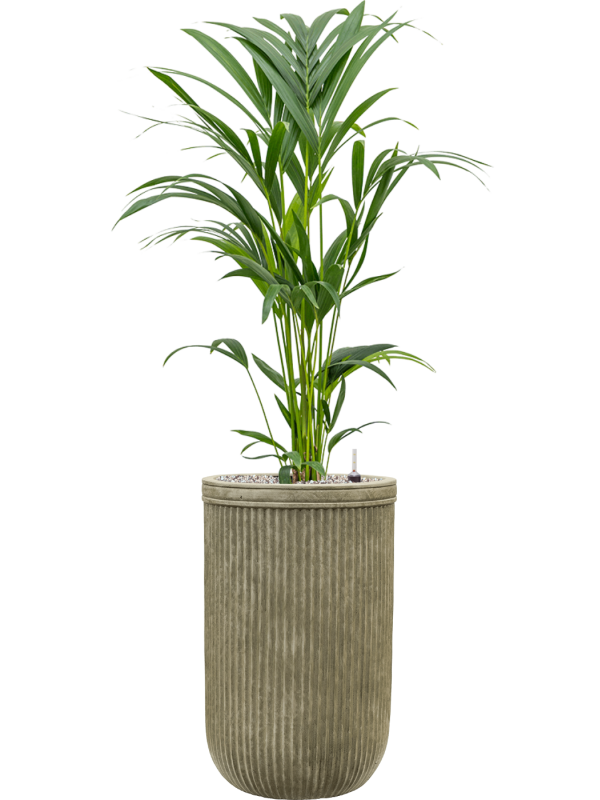 Kentia (Howea) forsteriana in Baq Vertical Rib Office Plant With Pot 117cm Height 26cm Dia