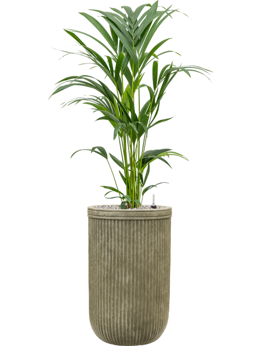 Kentia (Howea) forsteriana in Baq Vertical Rib Office Plant With Pot 117cm Height 26cm Dia