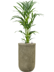 Kentia (Howea) forsteriana in Baq Vertical Rib Office Plant With Pot 117cm Height 26cm Dia