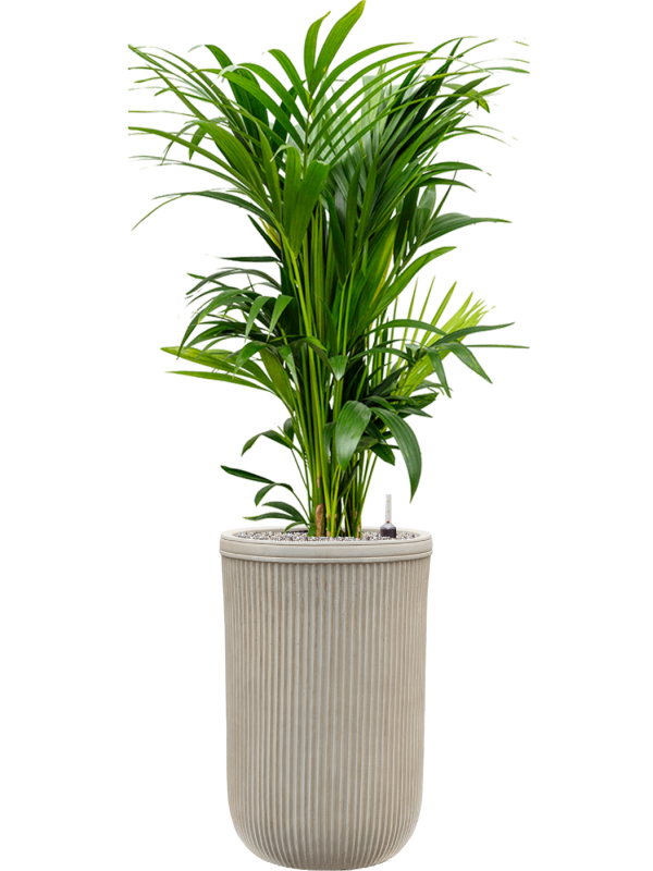 Kentia (Howea) forsteriana in Baq Vertical Rib Office Plant With Pot 149cm Height 33cm Dia