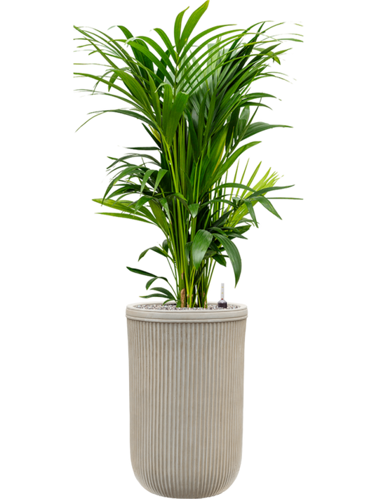 Kentia (Howea) forsteriana in Baq Vertical Rib Office Plant With Pot 149cm Height 33cm Dia