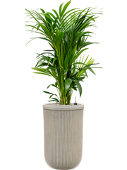 Kentia (Howea) forsteriana in Baq Vertical Rib Office Plant With Pot 149cm Height 33cm Dia