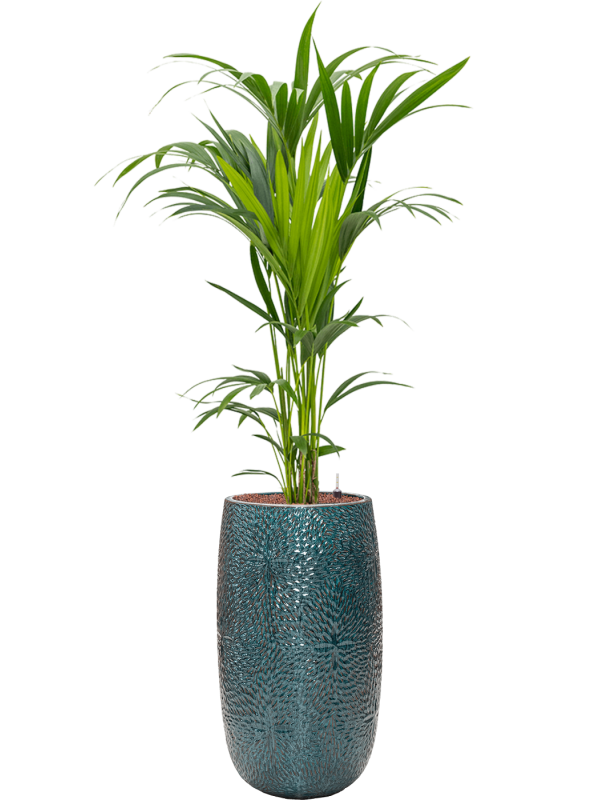 Kentia (Howea) forsteriana in Marly Office Plant With Pot 164cm Height 27.5cm Dia