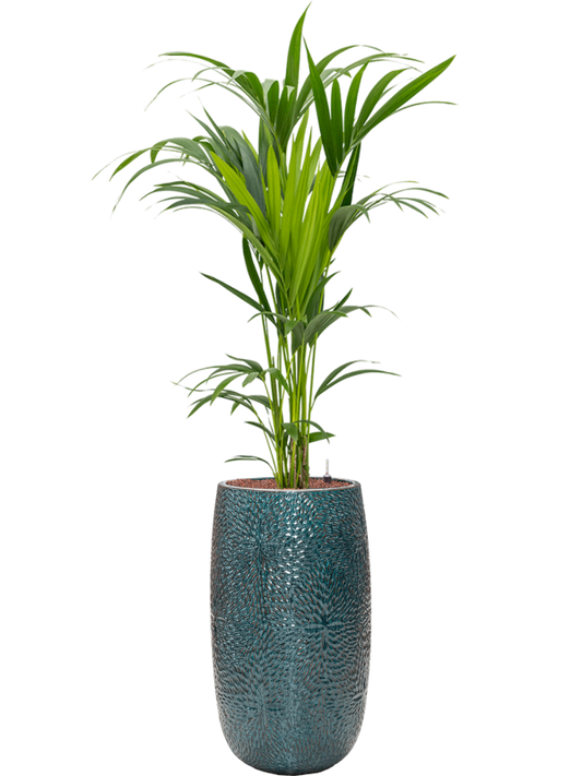 Kentia (Howea) forsteriana in Marly Office Plant With Pot 164cm Height 27.5cm Dia