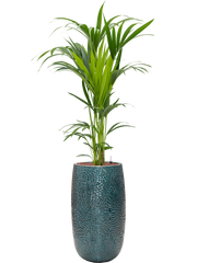 Kentia (Howea) forsteriana in Marly Office Plant With Pot 164cm Height 27.5cm Dia