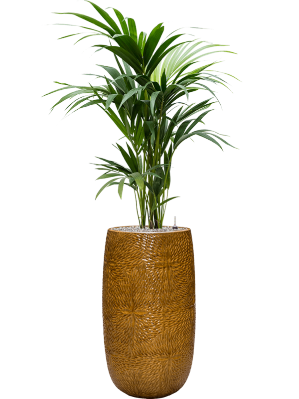 Kentia (Howea) forsteriana in Marly Office Plant With Pot 148cm Height 27.5cm Dia