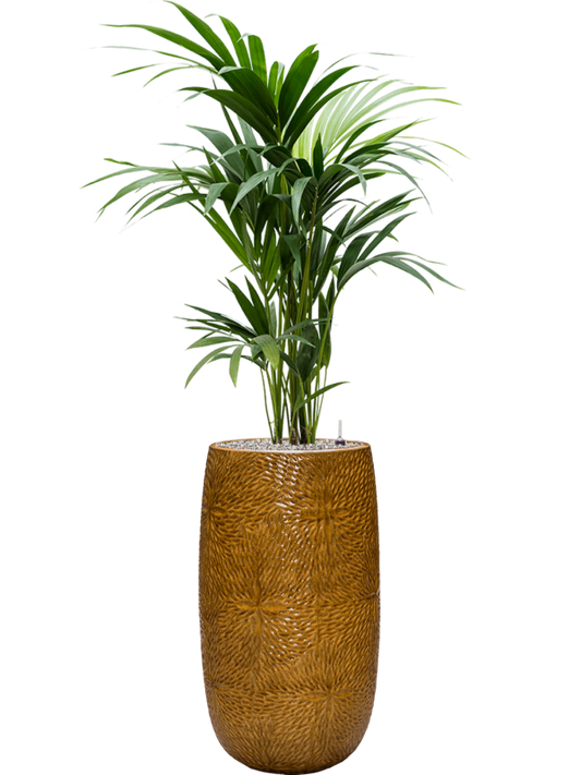 Kentia (Howea) forsteriana in Marly Office Plant With Pot 148cm Height 27.5cm Dia