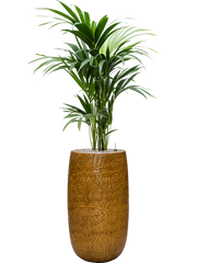 Kentia (Howea) forsteriana in Marly Office Plant With Pot 148cm Height 27.5cm Dia