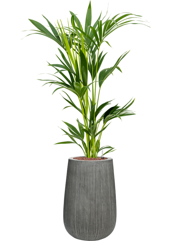 Kentia (Howea) forsteriana in Ridged Vertically Office Plant With Pot 124cm Height 26cm Dia