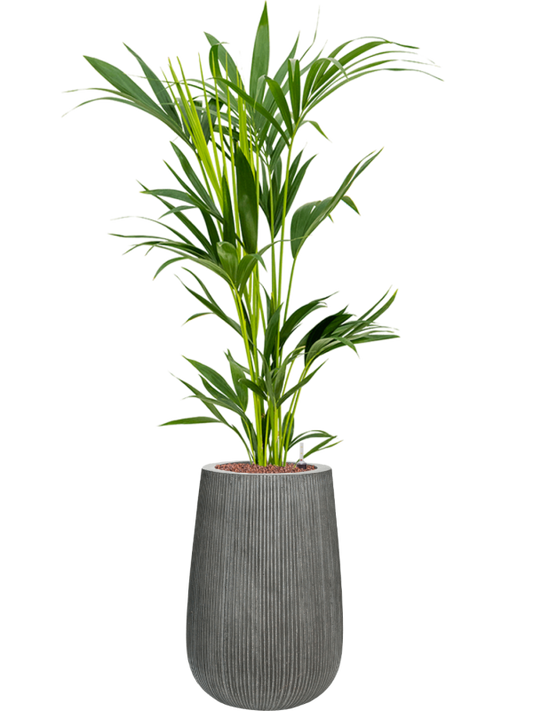 Kentia (Howea) forsteriana in Ridged Vertically Office Plant With Pot 124cm Height 26cm Dia