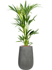 Kentia (Howea) forsteriana in Ridged Vertically Office Plant With Pot 124cm Height 26cm Dia